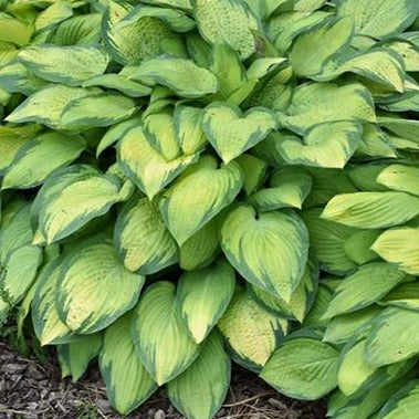 Paul's Glory | Specialty Hosta
