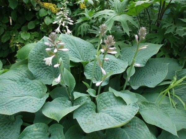 Wheaton Blue | Specialty Hosta
