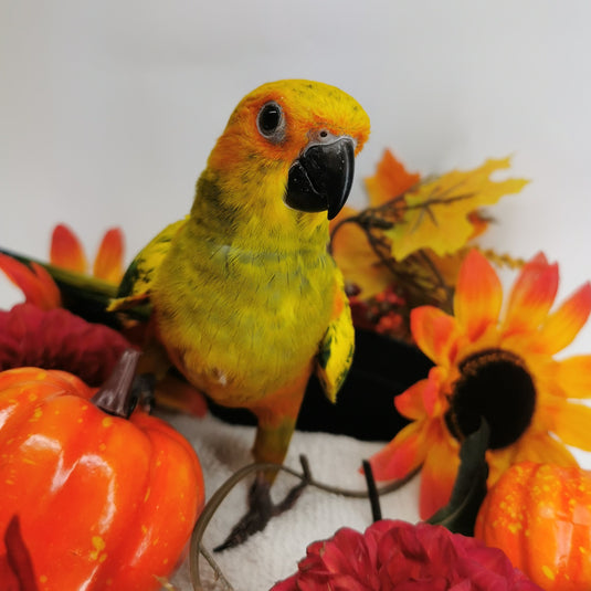 Hand Fed Sun Conure - Aratinga solstitialis