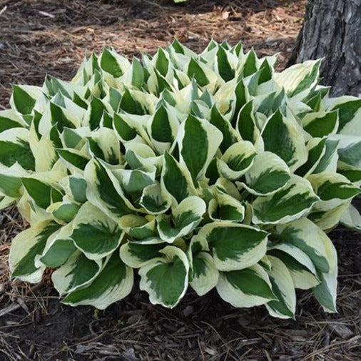 Patriot | Specialty Hosta 1 Gal