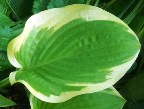 Lakeside April Snow | Specialty Hosta 1 Gal
