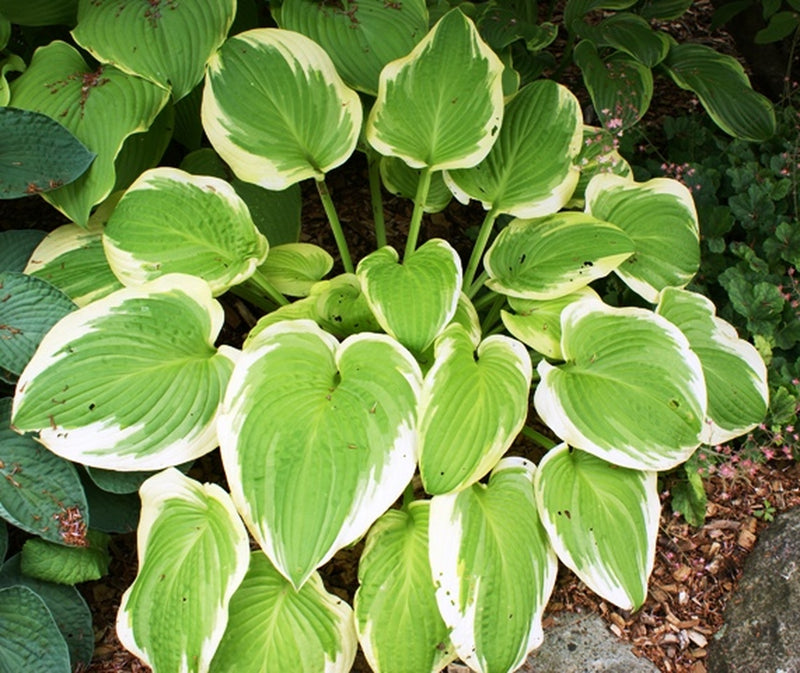 Lakeside April Snow | Specialty Hosta 1 Gal
