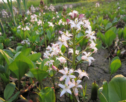 Bogbean |  Menyanthes trifoliata