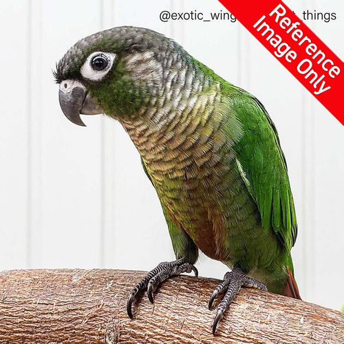 Hand Fed Green Cheeked Conure/Mutation - Pyrrhura molinae