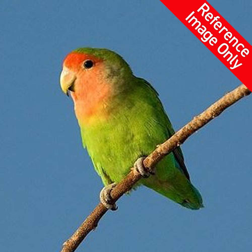 Hand Fed Peach Faced Love Bird/Mutation - Agapornis roseicollis