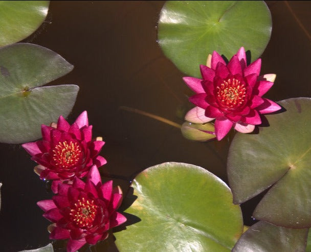 Rembrandt | Nymphaea | Water Lily
