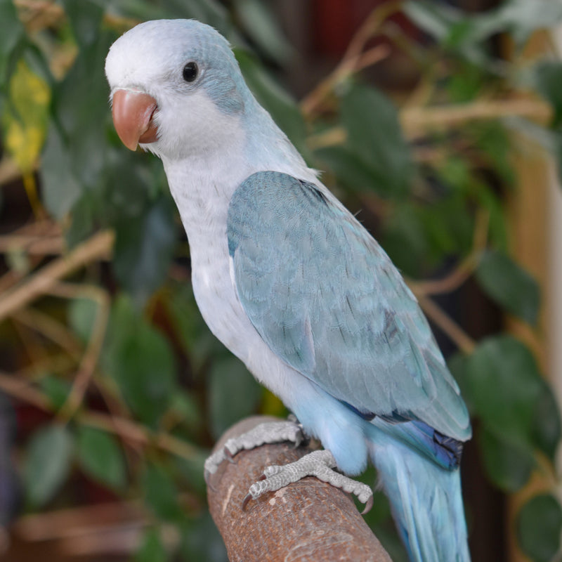 Quaker Parakeet - Exotic Wings and Pet Things #Mutation_Blue Opaline
