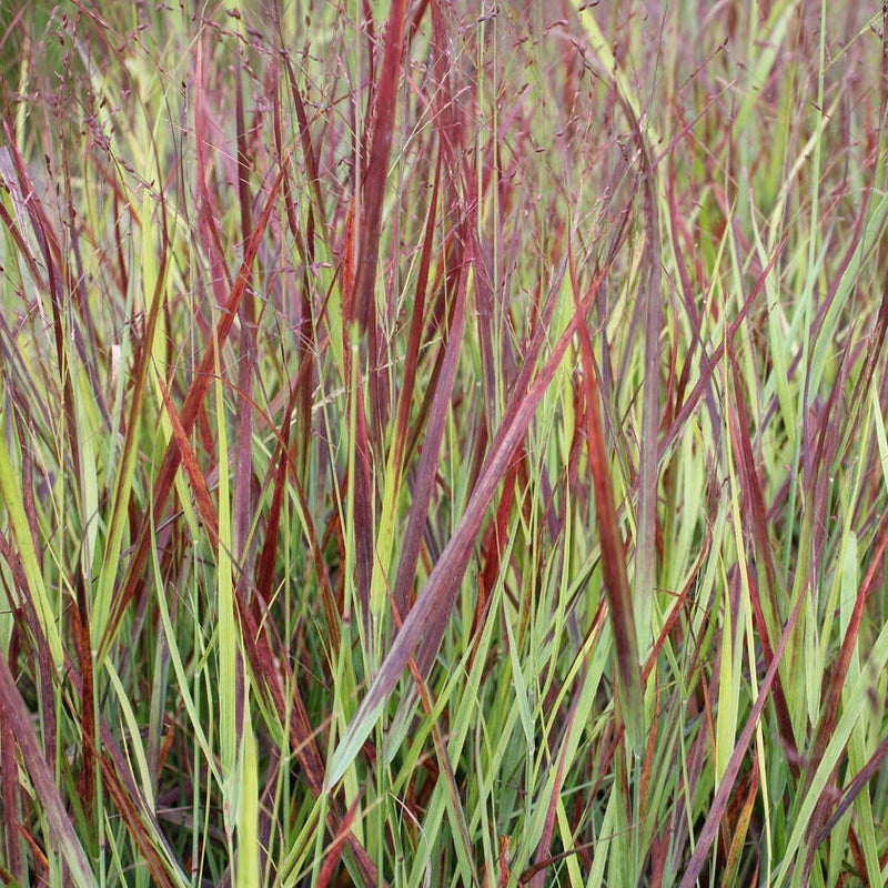 Blood Brothers Switch Grass - Panicum virgatum | 1 Gal - Local Pickup Only
