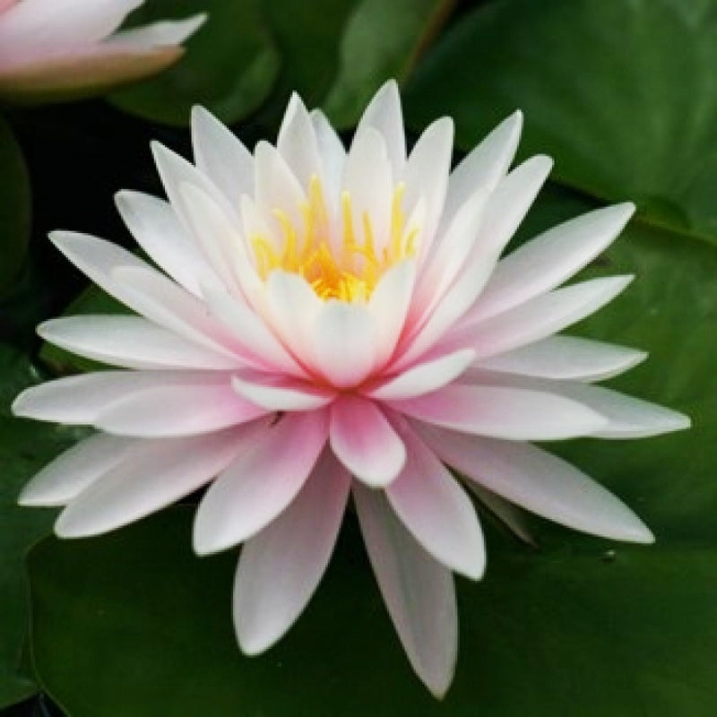 Pearl of the Pool | Nymphaea | Water Lily
