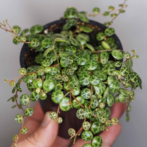 Peperomia prostrata (String of Turtles)