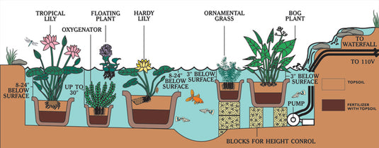 Water Hyacinth - Singles | Eichhornia crassipes