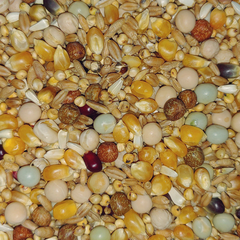 Popcorn Deluxe Pigeon Mix by Conestogo Bird Seed Company - Exotic Wings and Pet Things
