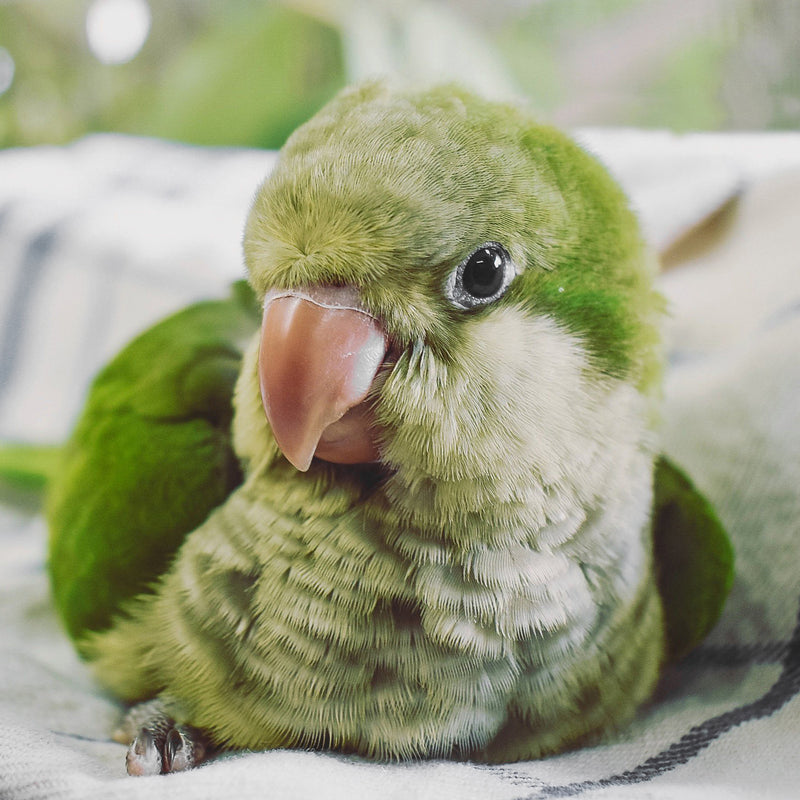 Quaker Parakeet - Exotic Wings and Pet Things #Mutation_Green
