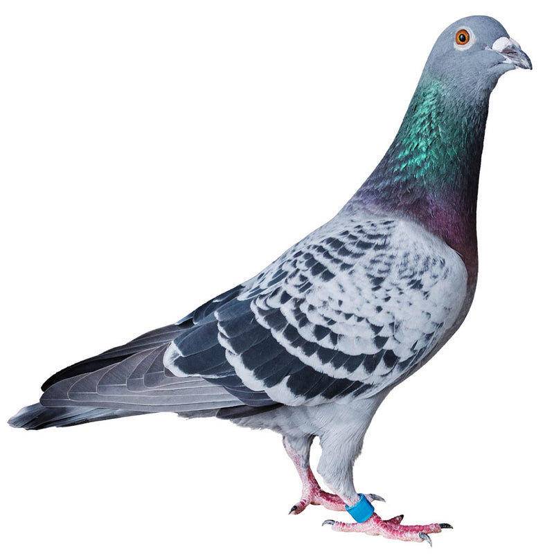 Pigeon Sneaky (for use with Blitz Plus) Mix
