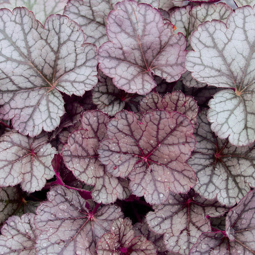 Bressingham Bronze | Coral Bells 1 Gal
