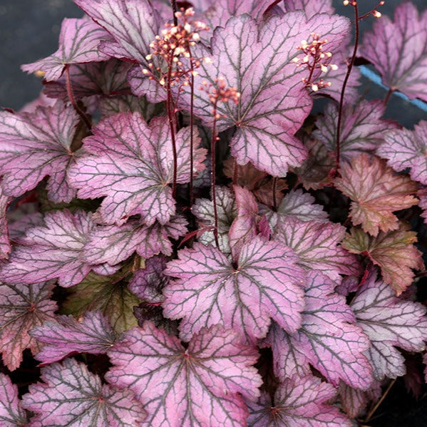 Carnival Rose Granita | Coral Bells 1 Gal
