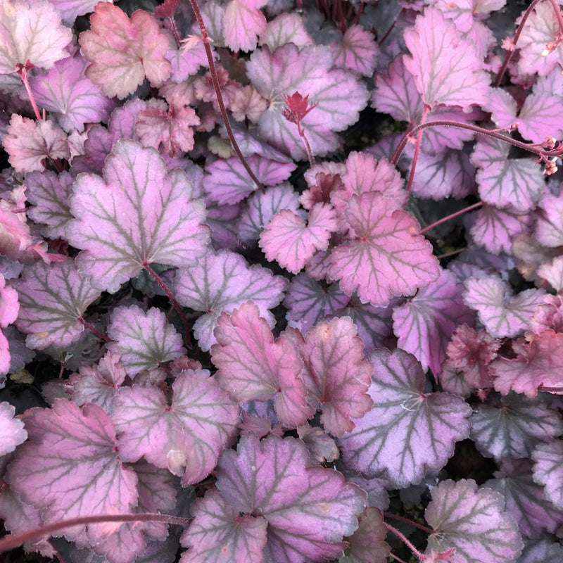 Carnival Rose Granita | Coral Bells 1 Gal
