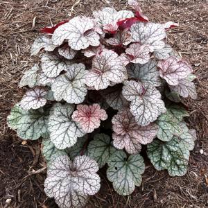 Silver Scrolls | Coral Bells 1 Gal
