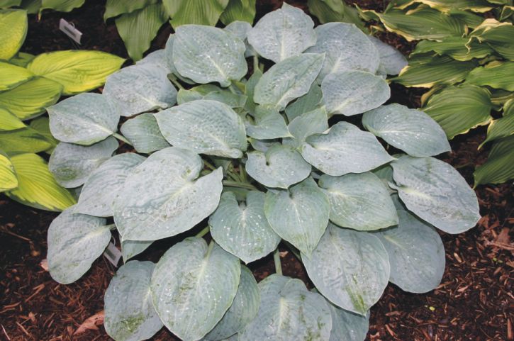 Silver Bay | Specialty Hosta
