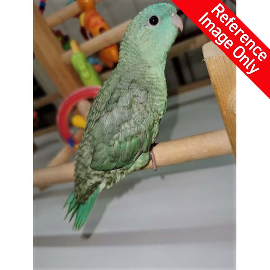 Hand Fed Lineolated Parakeet/Mutation - Bolborhynchus lineola