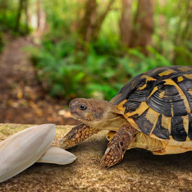 Cuttlebone for Birds & Reptiles - Great for Calcium
