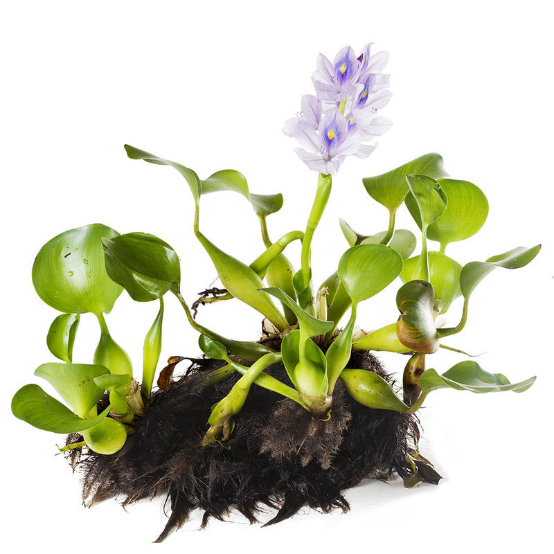 Water Hyacinth - Singles | Eichhornia crassipes
