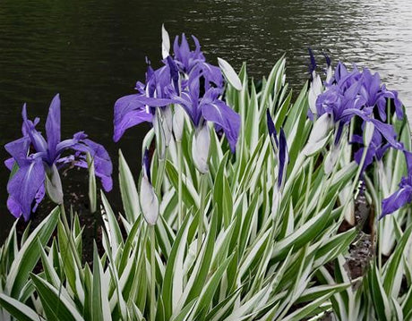 Variegated Water Iris | Iris laevigata 'Variegata'