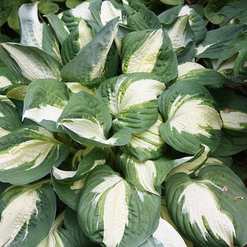 Vulcan | Specialty Hosta 1 Gal