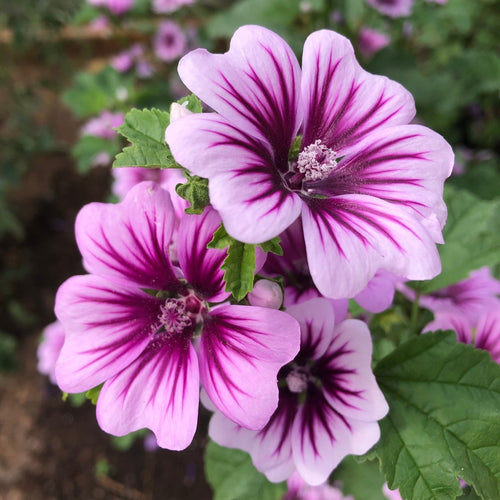 Zebra Mallow | Malva sylvestris var. mauritiana 'Zebrina' | 1 Gal - Local Pickup Only