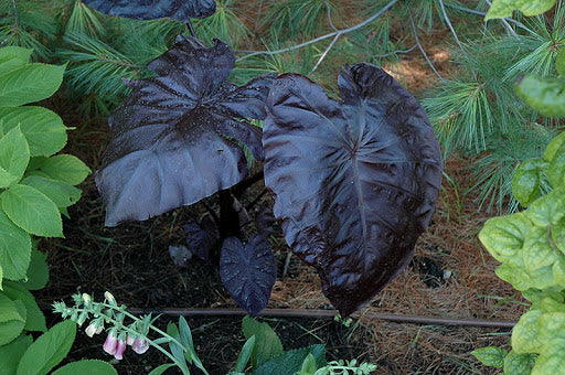 'Black Coral' | Colocasia | Elephant Ears | Tropical Plant
