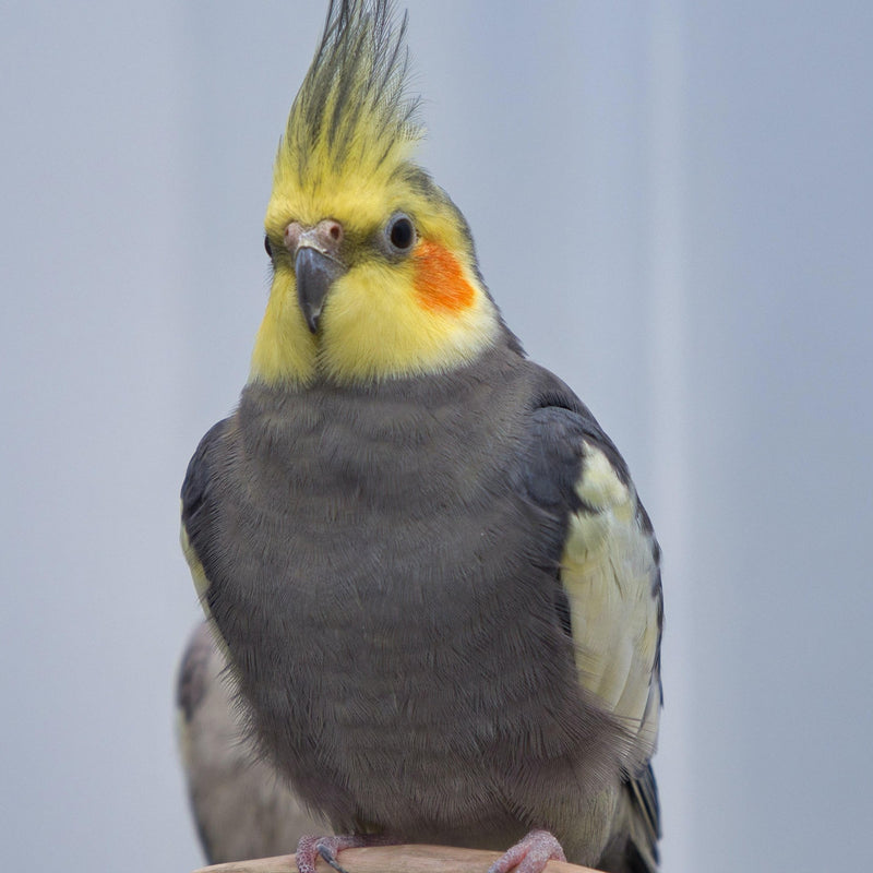 Cockatiel With Striped Sunflower Seed 🍁
