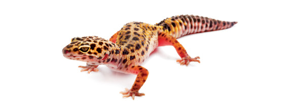 Leopard Gecko Starter Kit
