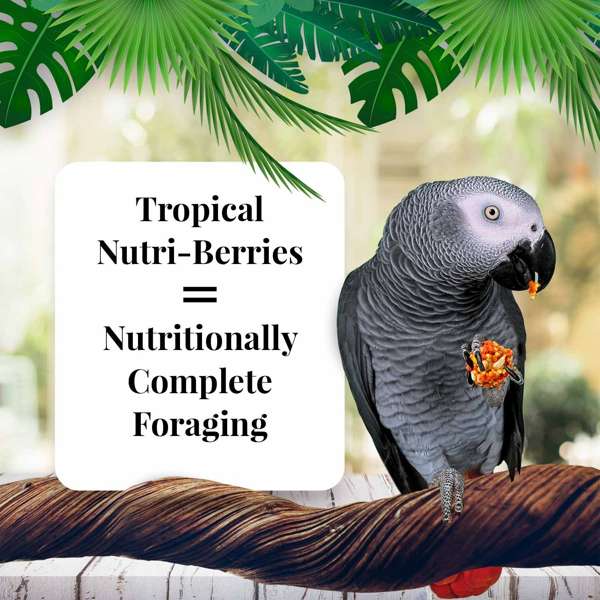 Lafeber's Tropical Fruit Gourmet Nutri-Berries for Parrots - Exotic Wings and Pet Things
