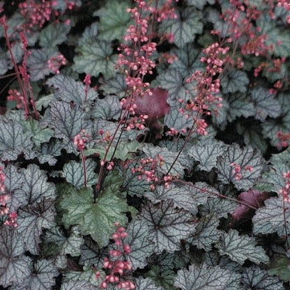 Bressingham Bronze | Coral Bells 1 Gal
