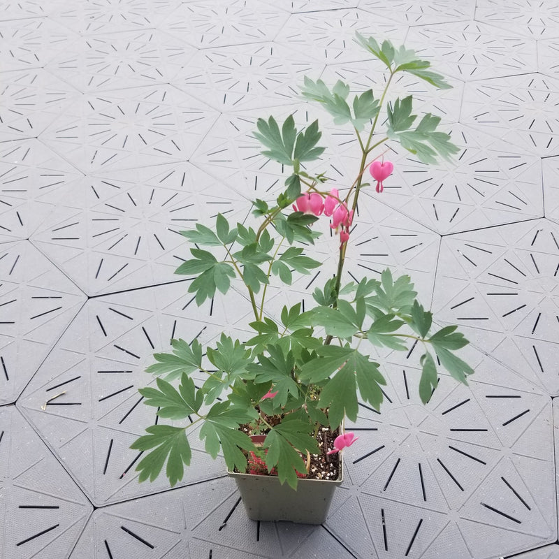 Common Bleeding Heart | Dicentra spectabilis | 1 Gal - Local Pickup Only
