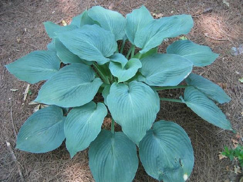 Blue Angel | Specialty Hosta 1 Gal