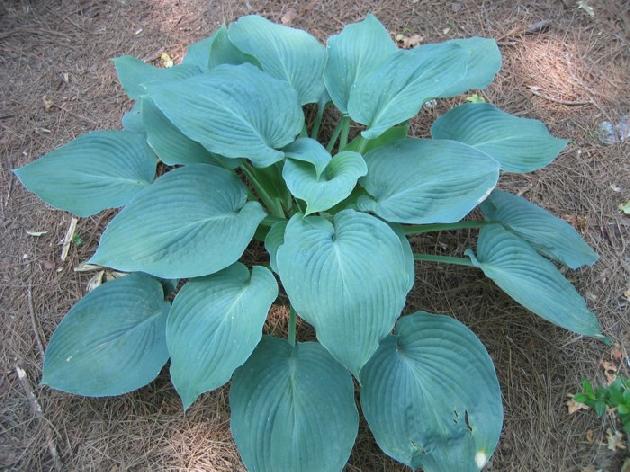 Blue Angel | Specialty Hosta 1 Gal
