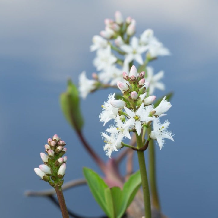 Bogbean |  Menyanthes trifoliata
