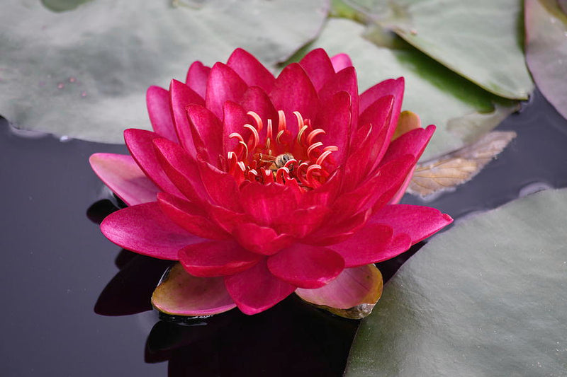 Burgundy Princess | Nymphaea | Water Lily
