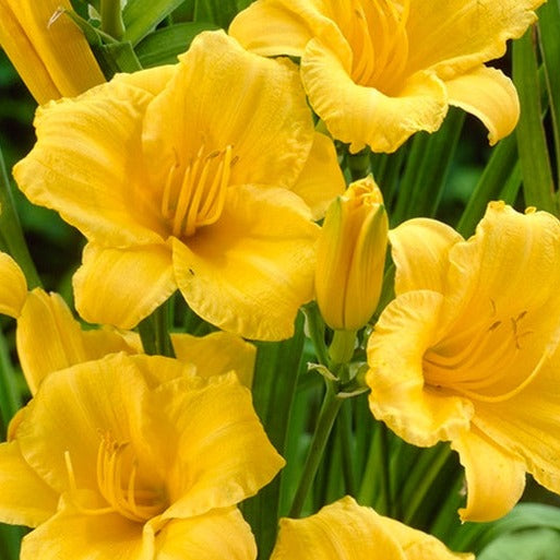 Stella D'Oro Reblooming Daylily | Hemerocallis 'Stella de Oro' | 1 Gal - Local Pickup Only