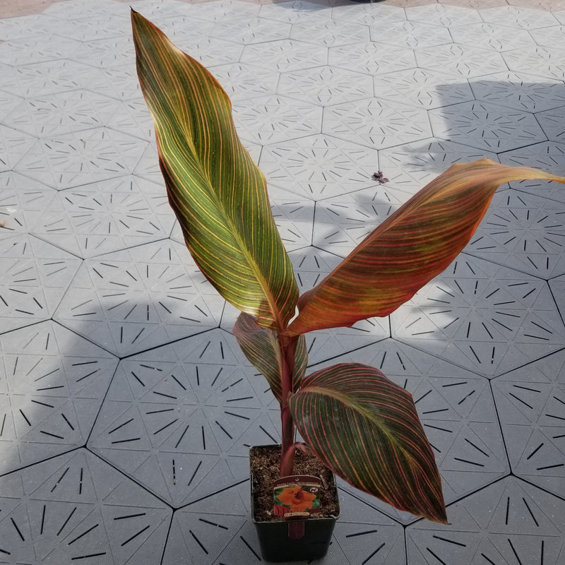 Durban' | Canna Lily | Tropical Plant
