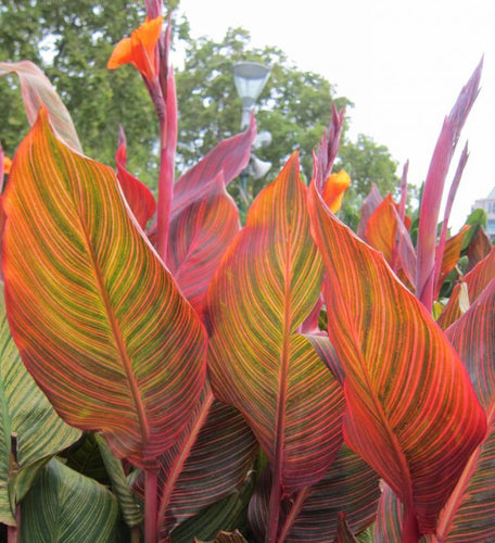 Durban' | Canna Lily | Tropical Plant