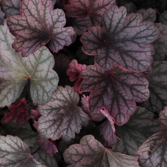 Plum Crazy | Coral Bells 1 Gal