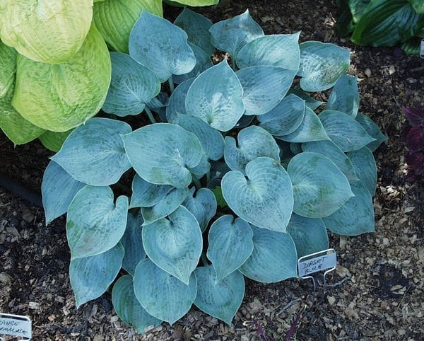 Dorset Blue | Specialty Hosta 1 Gal
