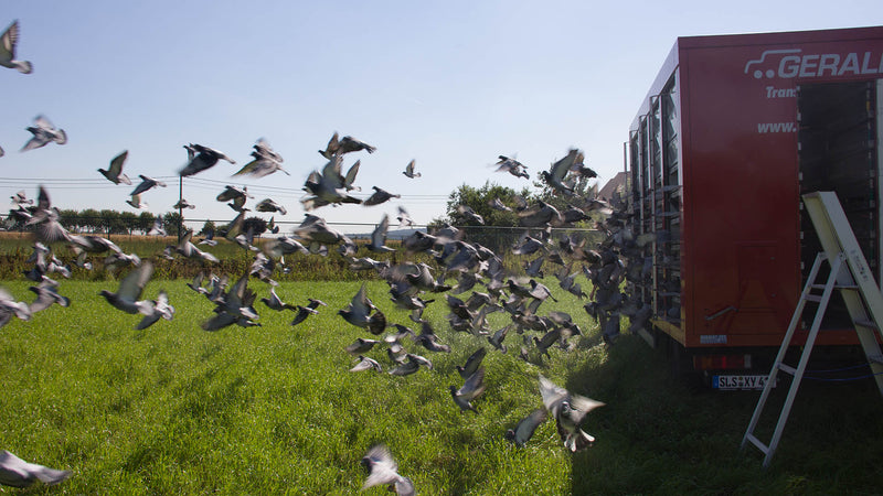 Versele-Laga Pigeon Vita Vitamins/Trace Elements/Minerals
