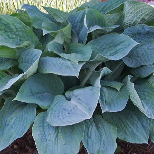 Silver Bay | Specialty Hosta
