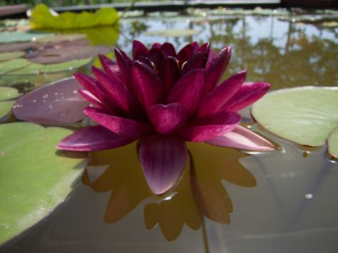 Almost Black | Nymphaea | Water Lily
