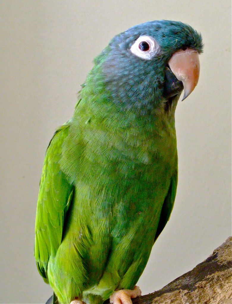 Hand Fed Blue Crowned Conure - Thectocercus acuticaudatus
