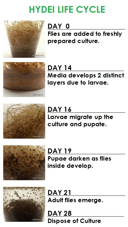 Fruit Fly Cultures
