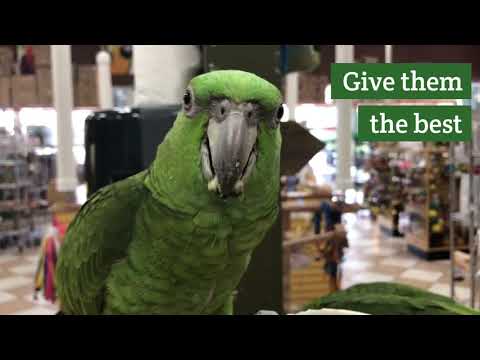 Load and play video in Gallery viewer, Tops All In One Seed Mix | USDA Organic Certified - Parrot / African Grey / Conure
